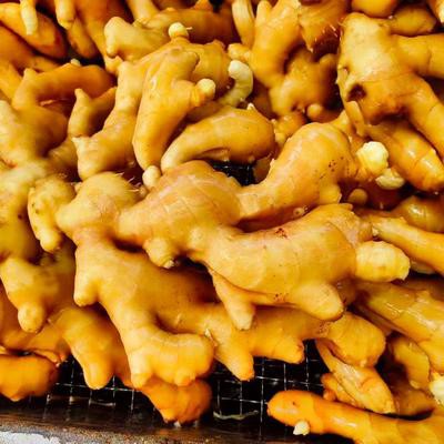 Fersk ingefær 250g+ per pakke